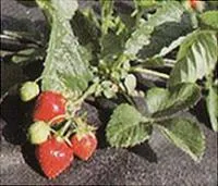 Рассада клубники Эльсанта, Elsanta