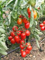 Томат Перфектпил F1 25000 с. Seminis