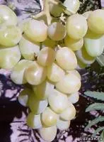 Черенки винограда Инга