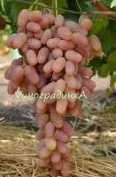 Саженцы винограда Преображение