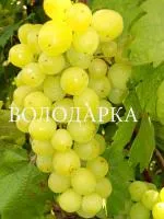 Саженцы винограда Алекса