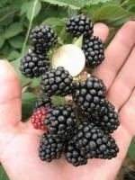 Саженцы ежевики Лох Несс
