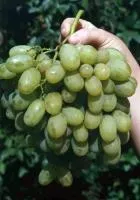 Саженцы винограда Новый подарок Запорожья