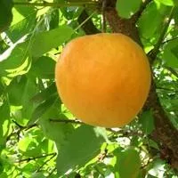 Саженцы абрикоса Голдрич