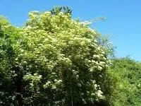 Бузина чорна, цвіт (черная, цвет)