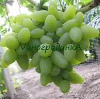 Саженцы винограда Бажена