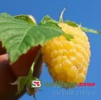 Саженцы малины Желтый Гигант