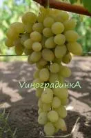 Саженцы винограда Плевен устойчивый