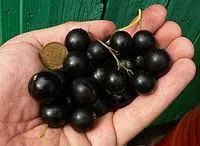 Саженцы смородины черной 2-х летки