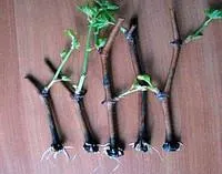 Черенки винограда Мускат желтый ранний