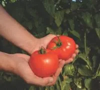 Томат АМБЕР F1 (1000 семян) Clause