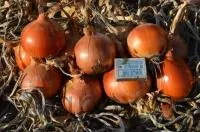 Лук Яровой БЕРЕКЕТ (1 кг) Me-Tan Seeds