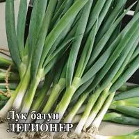 Лук Батун (на перо) ЛЕГИОНЕР (1 кг) Гавриш