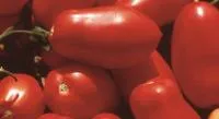 Томат ГЕРДОН F1 (1000 семян) Seminis