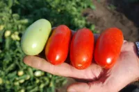 Томат ЭРКОЛЬ F1 (2500 семян) Syngenta