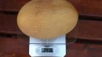 Дыня МИРОН F1 (1000 семян) Hazera