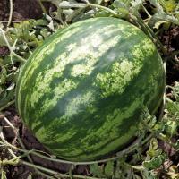Арбуз KS 165 F1 (500 семян) Kitano Seeds