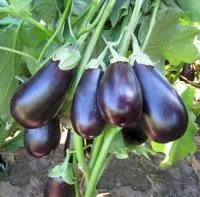 Баклажан ПРАДО F1 (1000 семян) Kitano Seeds