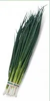 Лук Батун (на перо) ВУЛКАН (100 грамм) Kitano Seeds