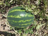 Арбуз ДОМИНАНТ F1 (1000 семян) Hollar Seeds