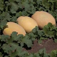Дыня KС 6188 F1 (500 семян) Kitano Seeds