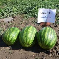Арбуз БАРАКА F1 (1000 семян) Syngenta