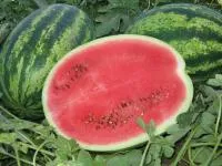 Арбуз БОМБА F1 (1000 семян) Quality Seeds