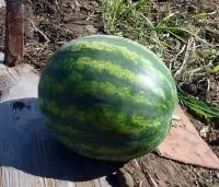 Арбуз ВЕЛИКАН F1 (1000 семян) Quality Seeds