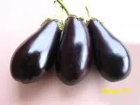 Баклажан ЭПИК F1 (1000 семян) Seminis