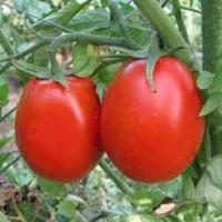 Томат НОВИЧОК (50 грамм) Поиск