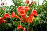 Саджанці Текома (Campsis)