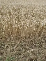 Семена озимой пшеницы сорт "Амелия" (урожай 2024 года)